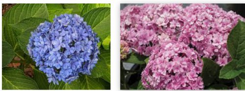 DOUBLE DOWN **Hydrangea Starter Plant**BLOOMS BLUE OR PINK