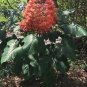 Orange Pagoda-Clerodendrum paniculatum-AKA Orange Pyramid Tower--STARTER PLANT