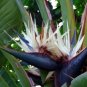 GIANT WHITE~~Bird of Paradise~Strelitzia Nicholai~~WELL STARTER ROOTED PLANT