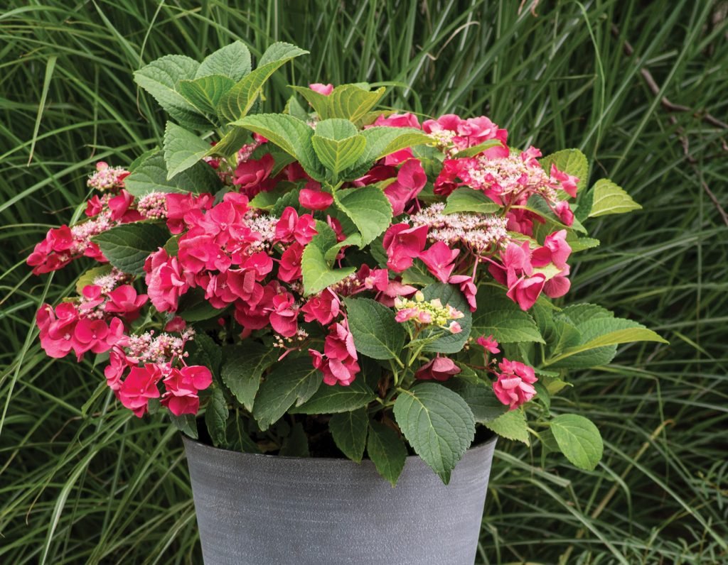CHERRY EXPLOSION**Hydrangea Starter Plant