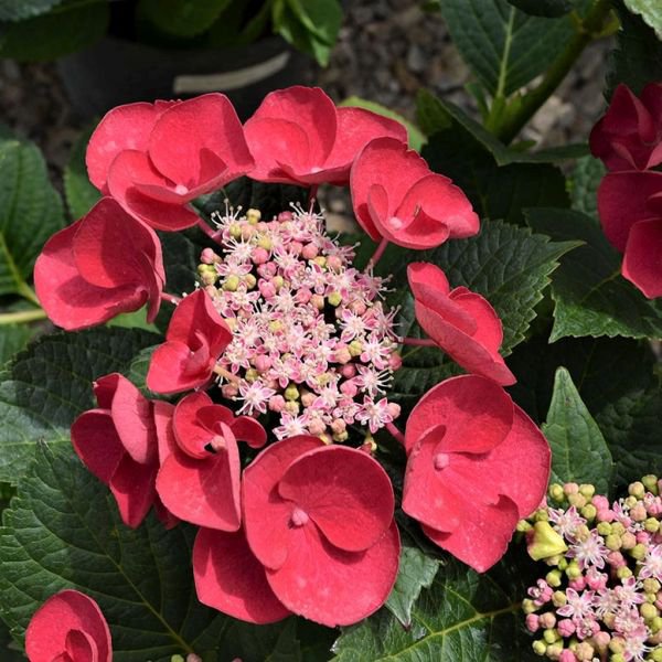 CHERRY EXPLOSION**Hydrangea Starter Plant