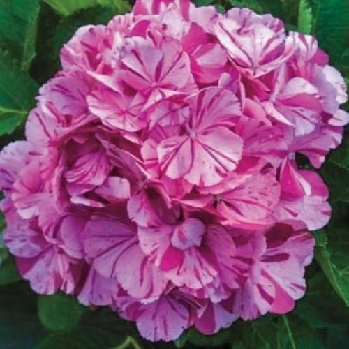 SWEET FANTASY*Hydrangea Starter Plant*Light Pink Blooms Splashed with Deep Pink