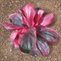 RUBY*Cordyline Terminalis Hawaiian Ti Plant**AKA Good Luck Plants**Starter Plant