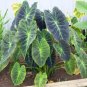 ILLUSTRIS** Elephant Ear Colocasia Esculenta Starter Plant