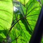FONTENESII** Elephant Ear Colocasia Esculenta Starter Plant