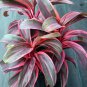 ELECTRA** Cordyline Terminalis Hawaiian Ti Plant**AKA Good Luck Plants