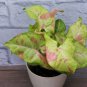 CONFETTI SYNGONIUM**Starter Plant**AKA Arrowhead Plant**Pink Splashed Leaves