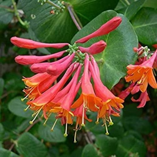 TRUMPET CORAL HONEYSUCKLE VINE Lonicera Sempervirens Starter Plant