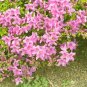 KOREAN AZALEA LIVE STARTER PLANT Rhododendron yedoense 'Poukhanense Compacta