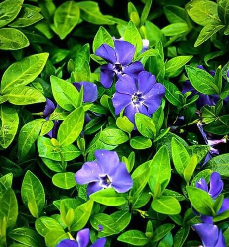 PERIWINKLE VINCA GROUND COVER PLANT LIVE SET OF 12 PLUS