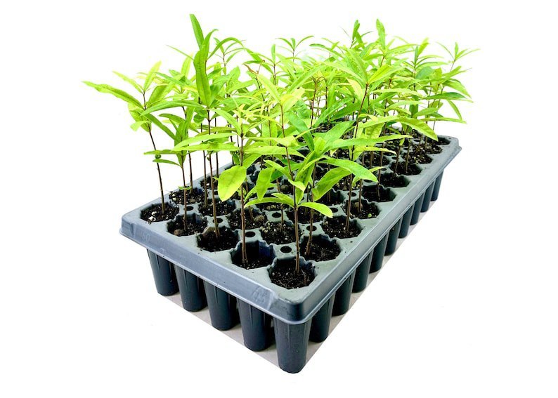 (10 plant) Willow Oak Tree | Live Plants | Quercus Phellos