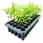 (10 plant) Willow Oak Tree | Live Plants | Quercus Phellos