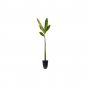 (10 plant) Red Mangrove Seedling | Rhizophora Mangle | Live Plants