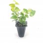 (3 plant) Creeping Fig Vine | Ficus Pumila