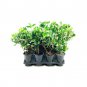(3 plant) Viburnum Suspensum Sandankwa | Live Quart Size Plants