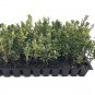 ( 3 plant) Fashion Azalea | Live Starter Plants | Evergreen Salmon Colored Flowering R