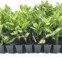 (10 plant) Ligustrum Waxleaf Privet | Live Plants