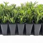 (3 plant) Dwarf Podocarpus Macrophyllus Pringles | Live Plants | Dense Evergreen