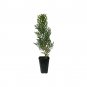 (3 plant) Thuja Arborvitae Blue Cone | Live Plants | Evergreen Privacy Screening Hedge