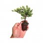 (30 plant) Juniper Procumbens Nana | Live Plants | Drought Tolerant Evergreen Groundco