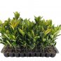 (20 plant) Japanese Blueberry | Live Trees | Elaeocarpus Decipiens