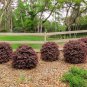 (3 plant) Loropetalum Ruby | 2 Inch Pot Size | Chinese Fringe Flower Live Plants