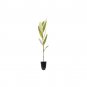 ( 10 plant) Black Mangrove Seedlings | Avicennia Germinans | Live Plants