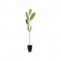 (10 plant) White Mangrove Seedling | Laguncularia Racemosa | Live Plants