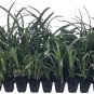 (3 plant) Super Blue Liriope Muscari | Live Plants | Evergreen Ground Cover Ornamental