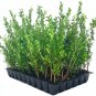 (10 plant) Japanese Holly Ilex Compacta Crenata | Live Plants | Low Maintenance