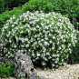 (30 plant) Gardenia August Beauty | Live Plants | Gardenia Jasminoides