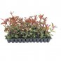 (30 plant) Photinia Red Tip | Live Plants | Photinia x Fraseri | Evergreen