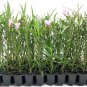 (10 plant) Pink Mexican Petunia | Live Plants | Ruellia Brittoniana | Drought Tolerant