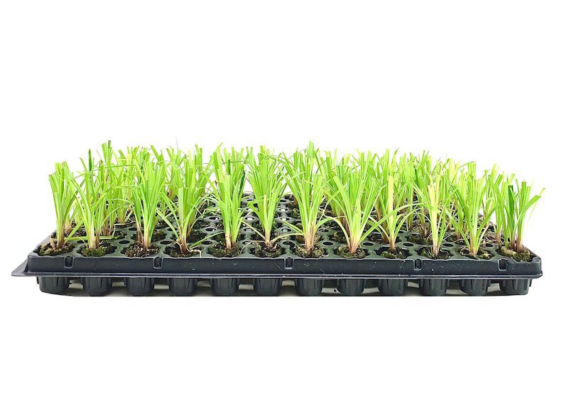 (10 plant) Dwarf Papyrus Plant | Live Plants | Cyperus Shade & Wet Tolerant Aquatic
