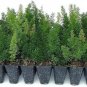 ( 40 plant) Foxtail Fern Myers | Live Plants | Asparagus Densiflorus Myersii