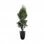 (20 plant) Thuja Emerald Green Arborvitae | Live Trees | Evergreen