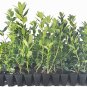 (30 plant) Needlepoint Chinese Holly | Ilex Cornuta | Live Plants | Low Maintenance