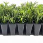 (30 plant) Dwarf Podocarpus Macrophyllus Pringles | Live Plants