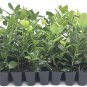 (30 plant) Nellie R. Stevens Holly Ilex | Live Trees
