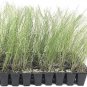 (30 plant) Pink Muhly Grass | Live Plants | Muhlenbergia Capillaris | Hairawn Muhly
