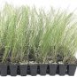 (10 plant) Pink Muhly Grass | Live Plants | Muhlenbergia Capillaris | Hairawn Muhly
