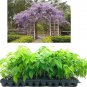 (40 plant) Amethyst Falls Wisteria Frutescens Vine | Live Plants