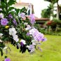 (3 plant) Yesterday, Today and Tomorrow | Live Plants | Brunfelsia Pauciflora Floribun