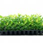 (20 plant) Ixora Maui Yellow | Live Plants | Beautiful Vibrant Blooming