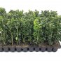 (40 plant) Green Mountain Boxwood | Live Plants