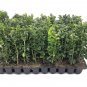 (20 plant) Green Mountain Boxwood | Live Plants