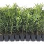 (40 plant) Podocarpus Macrophyllus Japanese Yew | Live Plants | Drought Shade Tolerant