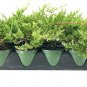 (1 plant) Dwarf Japanese Garden Juniper | Live 4 Inch Pot | Juniperus Procumbens Nana