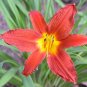 (5 plant) Ming Toy Daylily | Live 4 Inch Pot | Hemerocallis Plants
