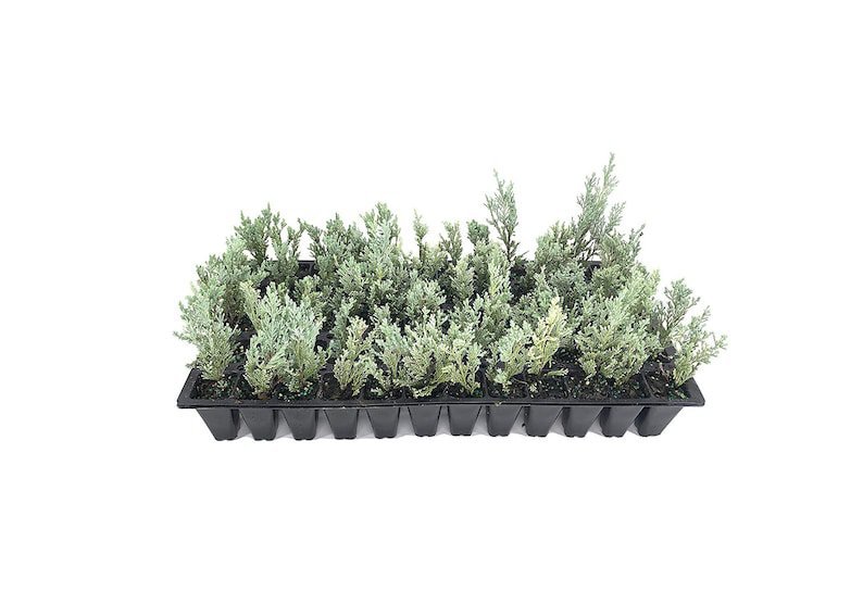 (30 plant) Moonglow Juniper Juniperus Scopulorum | Live Plants | Drought Tolerant Cold